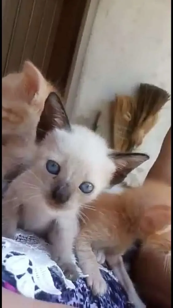 Gato ra a  idade Abaixo de 2 meses nome Sem nomes