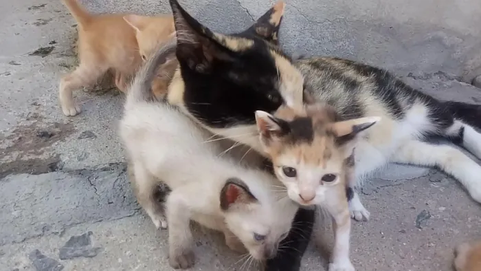Gato ra a  idade Abaixo de 2 meses nome Sem nomes