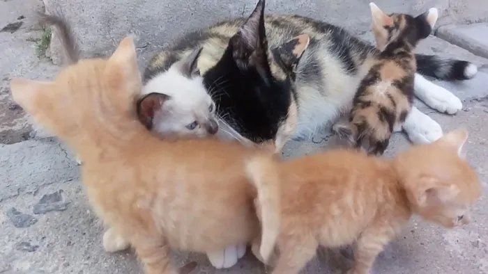 Gato ra a  idade Abaixo de 2 meses nome Sem nomes