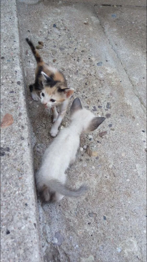 Gato ra a  idade Abaixo de 2 meses nome Sem nomes