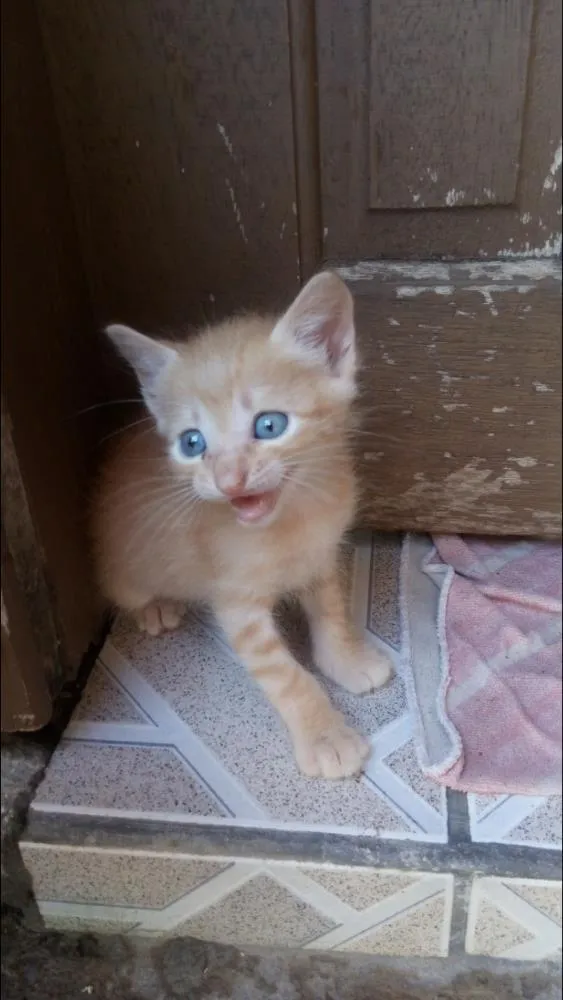 Gato ra a  idade Abaixo de 2 meses nome Sem nomes
