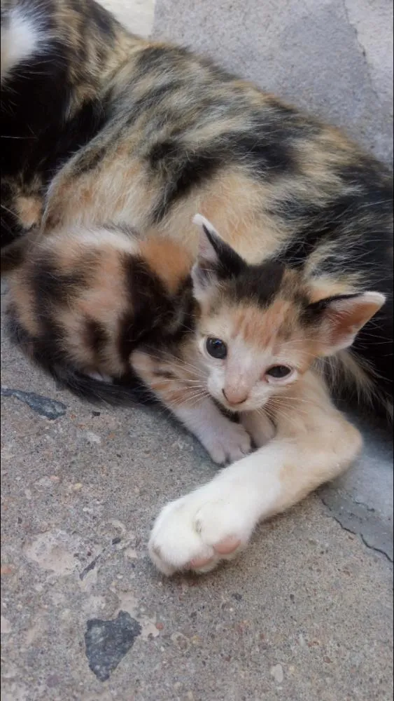 Gato ra a  idade Abaixo de 2 meses nome Sem nomes