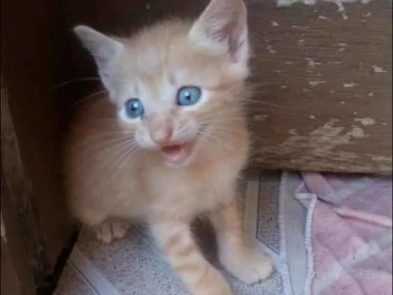 Gato ra a  idade Abaixo de 2 meses nome Sem nomes