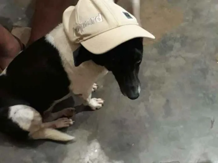 Cachorro ra a Mestiça idade 6 ou mais anos nome Pretinha