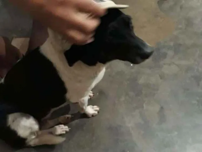 Cachorro ra a Mestiça idade 6 ou mais anos nome Pretinha