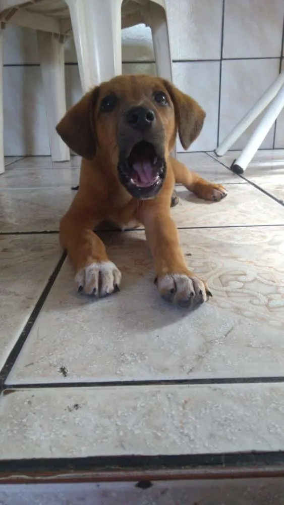 Cachorro raça Vira Lata idade 2 a 6 meses nome Thor