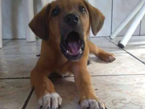 Cachorro raça Vira Lata idade 2 a 6 meses nome Thor
