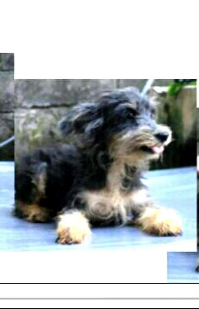 Cachorro ra a  idade 4 anos nome Ford Bigode 