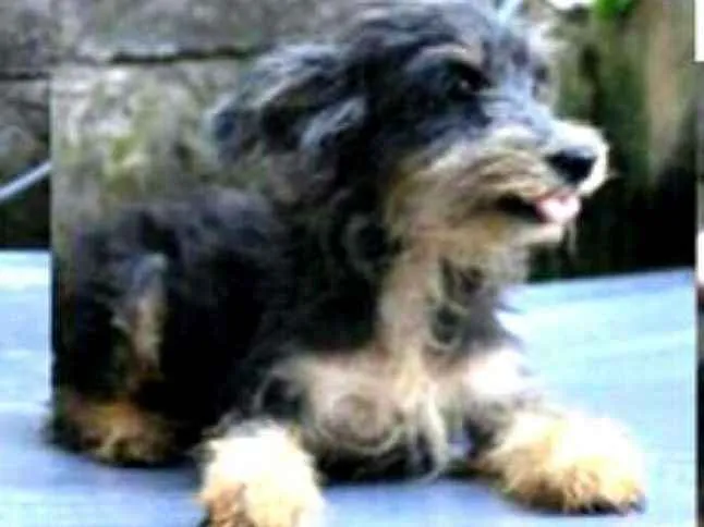 Cachorro ra a  idade 4 anos nome Ford Bigode 
