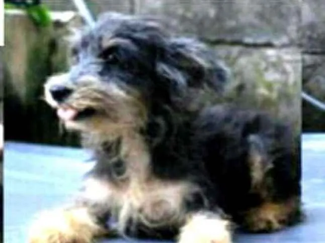 Cachorro ra a  idade 4 anos nome Ford Bigode 