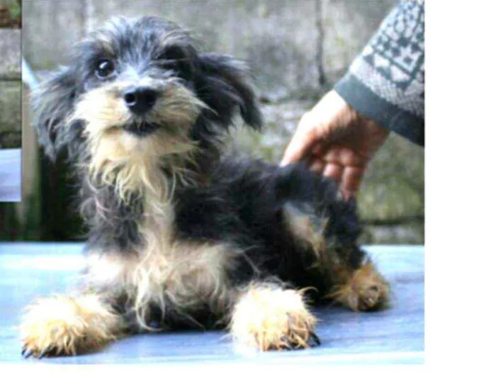 Cachorro ra a  idade 4 anos nome Ford Bigode 