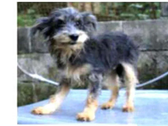 Cachorro ra a  idade 4 anos nome Ford Bigode 