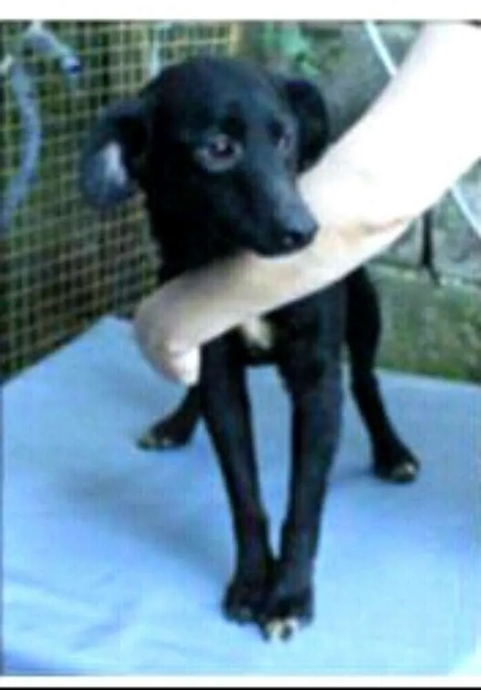Cachorro ra a Srd  idade 3 anos nome Pedrita 