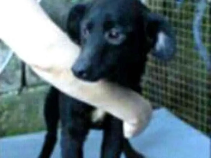 Cachorro ra a Srd  idade 3 anos nome Pedrita 