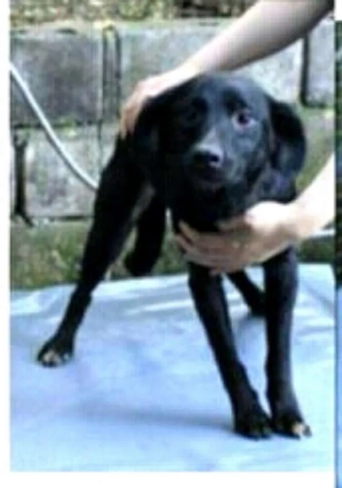Cachorro ra a Srd  idade 3 anos nome Pedrita 