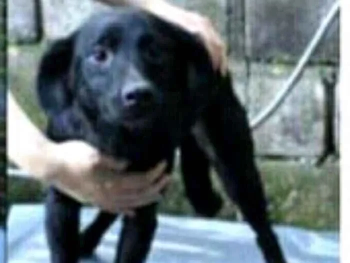 Cachorro ra a Srd  idade 3 anos nome Pedrita 