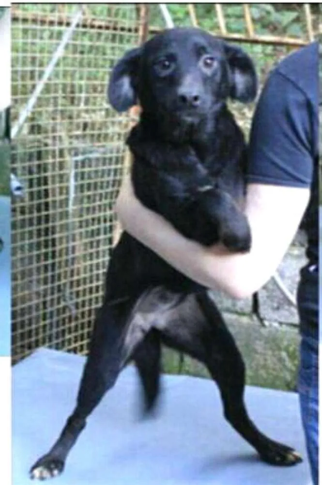 Cachorro ra a Srd  idade 3 anos nome Pedrita 