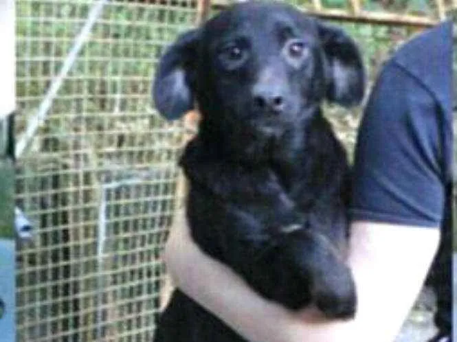 Cachorro ra a Srd  idade 3 anos nome Pedrita 