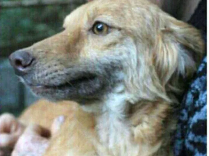 Cachorro ra a  idade 4 anos nome Mel ( Samanta )
