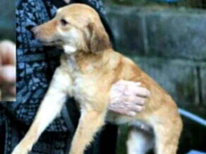 Cachorro ra a  idade 4 anos nome Mel ( Samanta )
