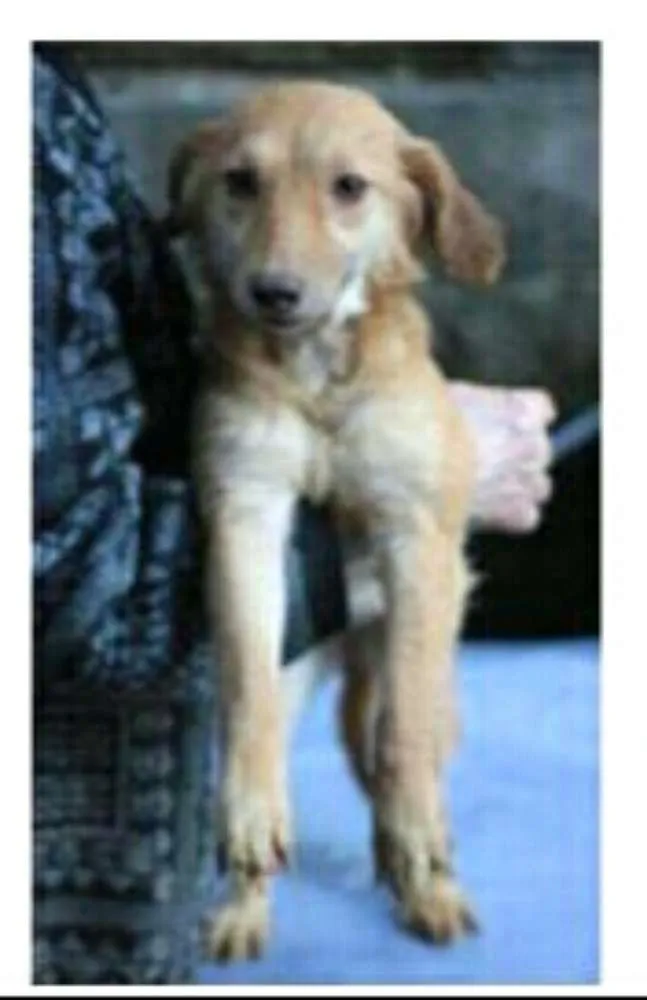 Cachorro ra a  idade 4 anos nome Mel ( Samanta )