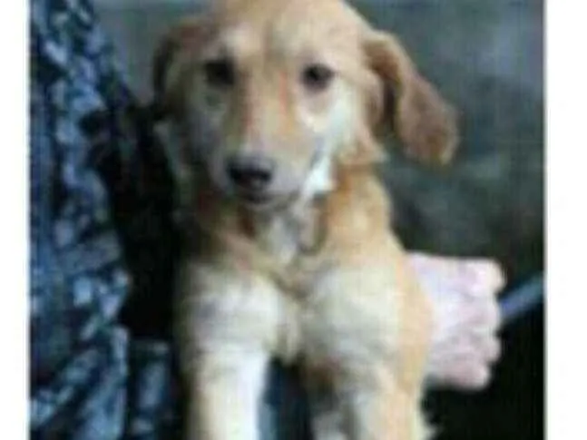 Cachorro ra a  idade 4 anos nome Mel ( Samanta )