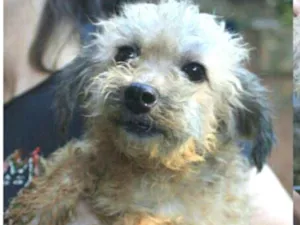 Cachorro raça  idade 4 anos nome Maria