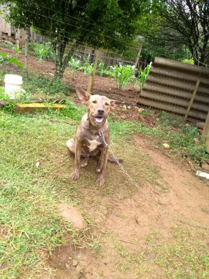 Cachorro ra a SRD idade 1 ano nome Maju