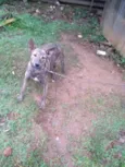 Maju