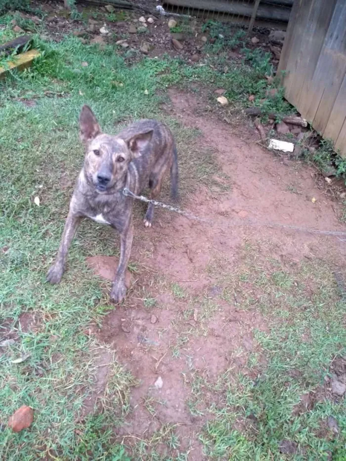 Cachorro ra a SRD idade 1 ano nome Maju
