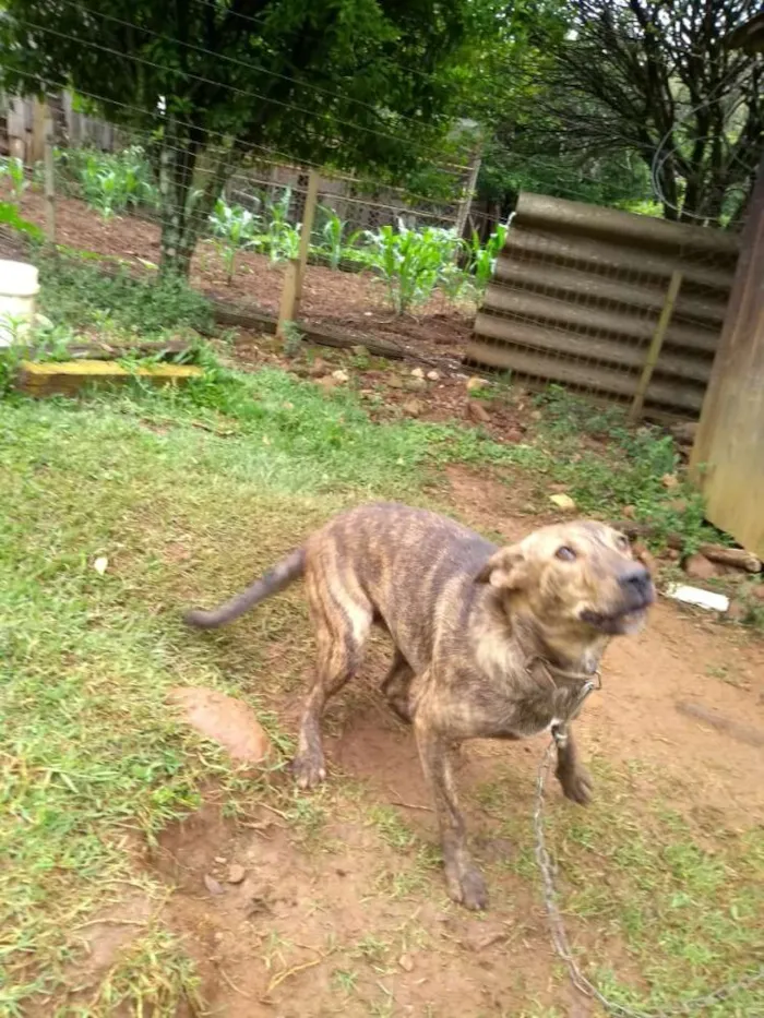Cachorro ra a SRD idade 1 ano nome Maju
