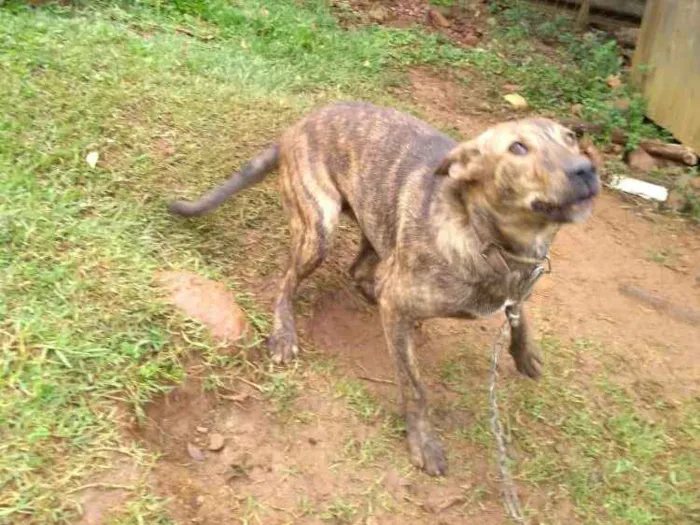 Cachorro ra a SRD idade 1 ano nome Maju