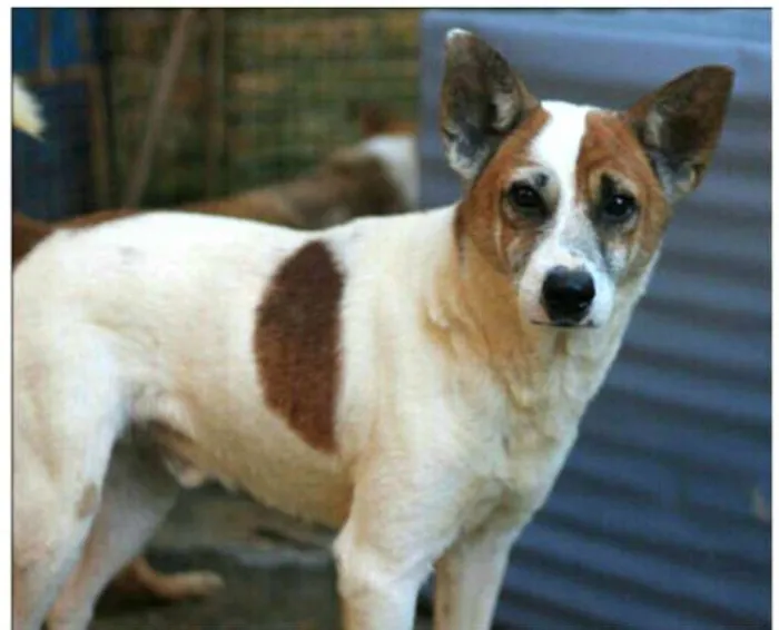 Cachorro ra a  idade 6 ou mais anos nome Sobradinho 