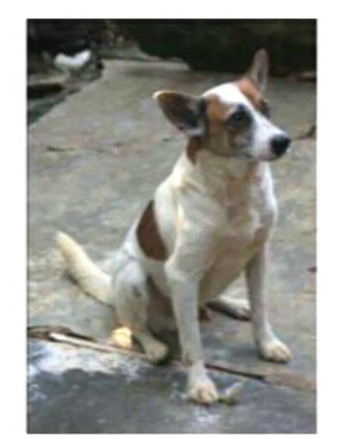 Cachorro ra a  idade 6 ou mais anos nome Sobradinho 