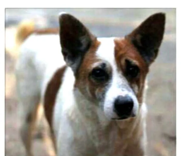 Cachorro ra a  idade 6 ou mais anos nome Sobradinho 