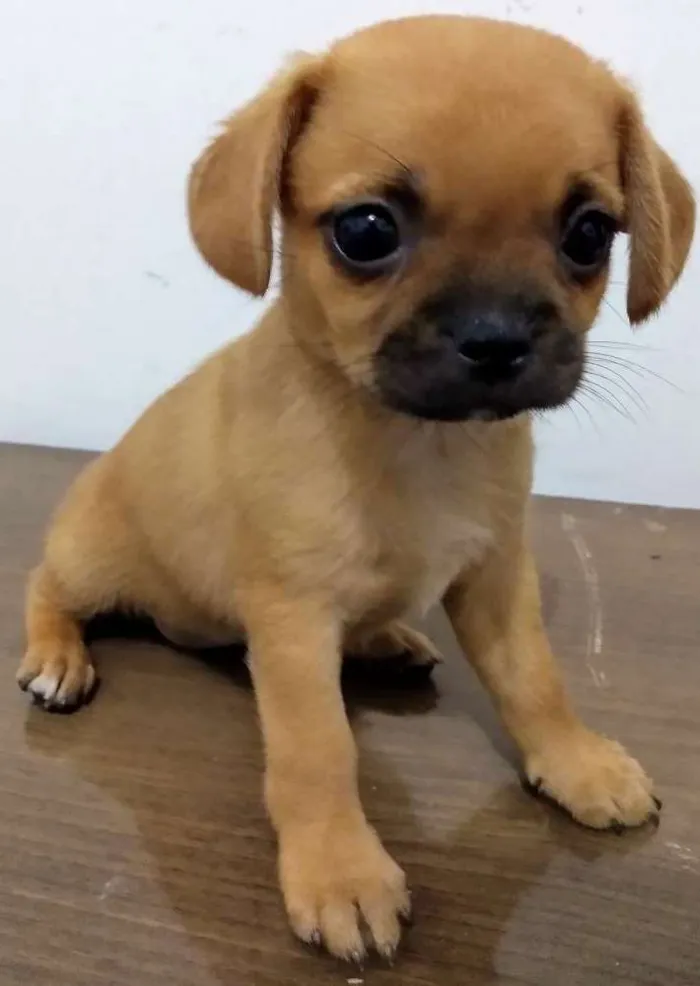Cachorro raça Lhasa Apso com Shitzu idade Abaixo de 2 meses nome Princesa