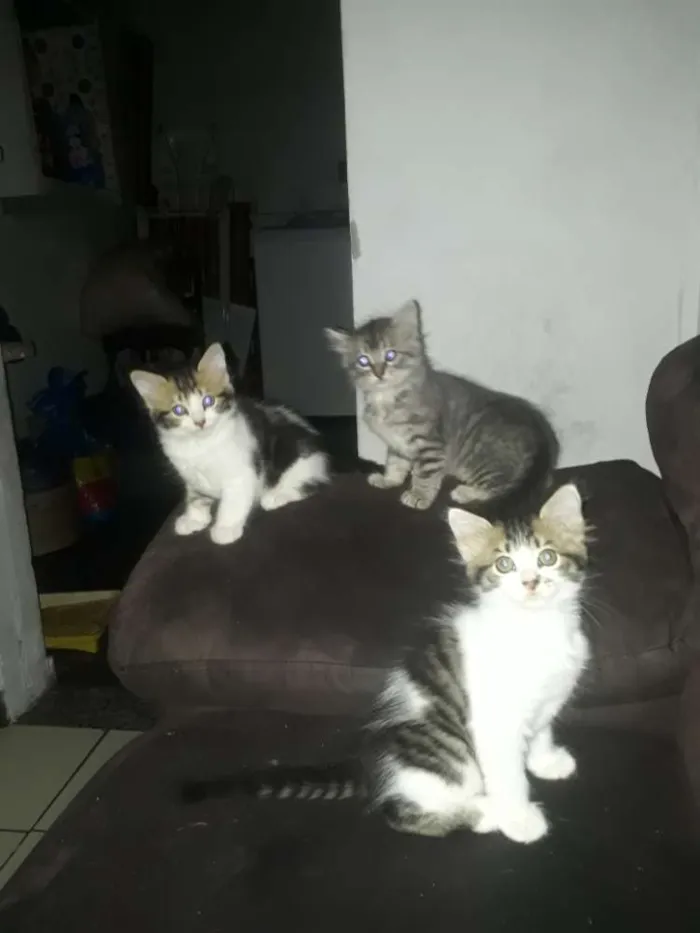 Gato ra a Misturada  idade 2 a 6 meses nome Sem nome