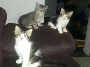 Gato raça Misturada  idade 2 a 6 meses nome Sem nome