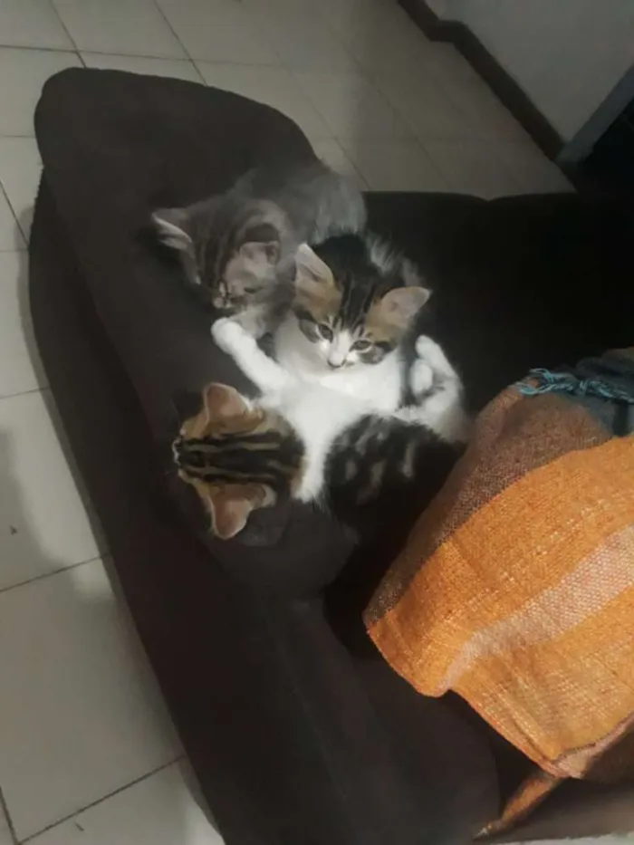 Gato ra a Misturada  idade 2 a 6 meses nome Sem nome