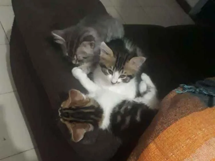 Gato ra a Misturada  idade 2 a 6 meses nome Sem nome