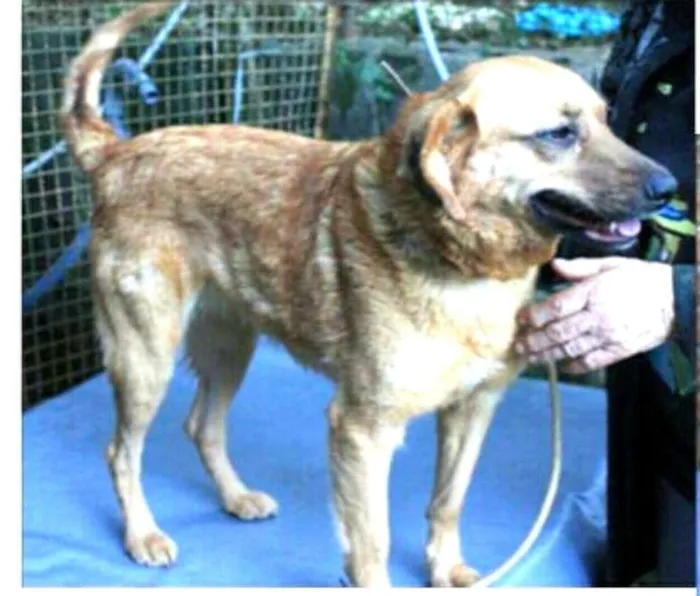 Cachorro ra a  idade 5 anos nome Sol