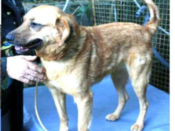 Cachorro ra a  idade 5 anos nome Sol