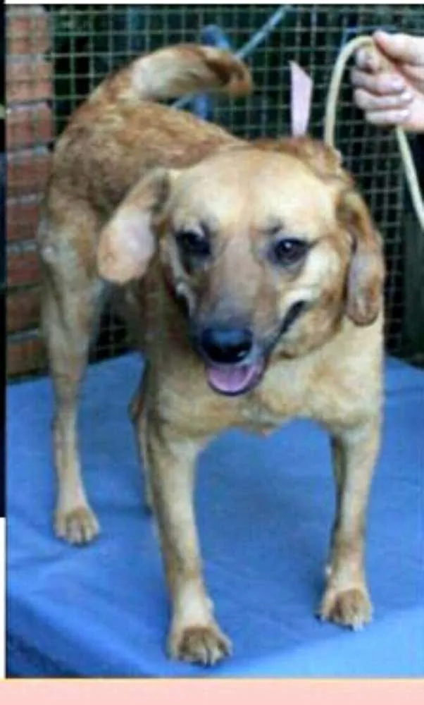 Cachorro ra a  idade 5 anos nome Sol