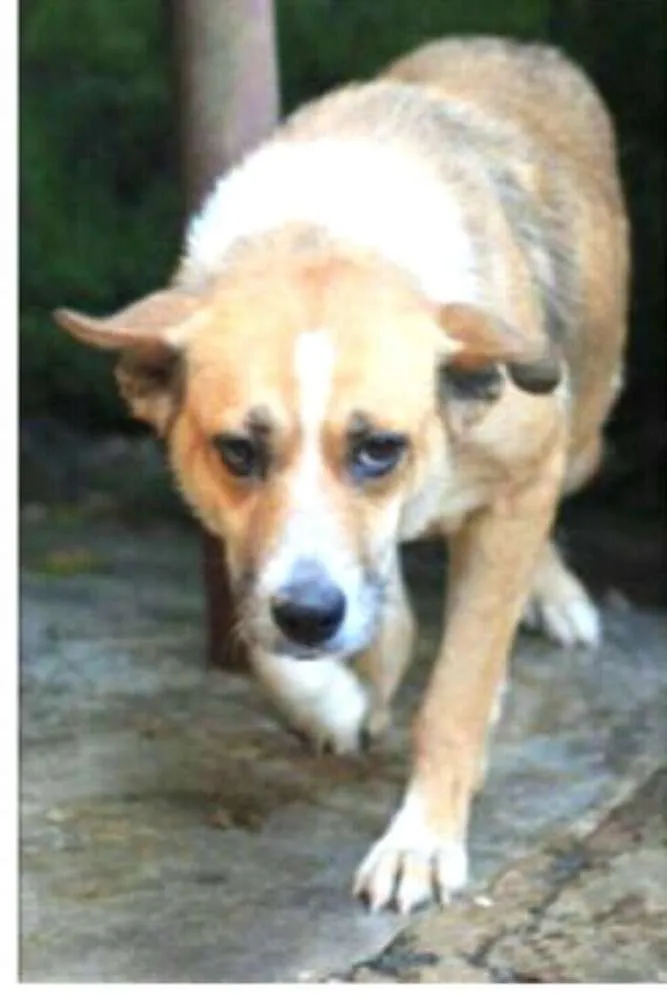 Cachorro ra a  idade 6 ou mais anos nome Lupita 