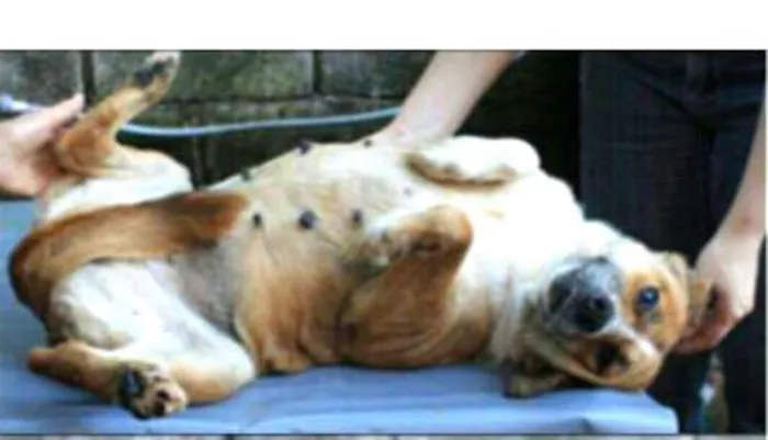 Cachorro ra a  idade 6 ou mais anos nome Lupita 