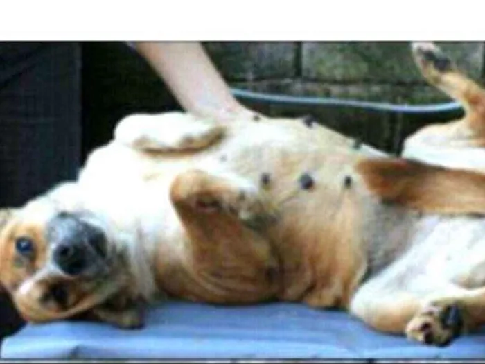 Cachorro ra a  idade 6 ou mais anos nome Lupita 