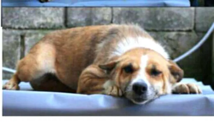 Cachorro ra a  idade 6 ou mais anos nome Lupita 