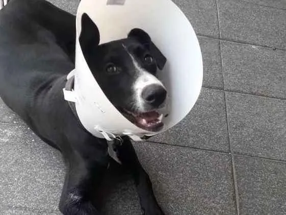 Cachorro raça Indefinida idade 7 a 11 meses nome Pretinha