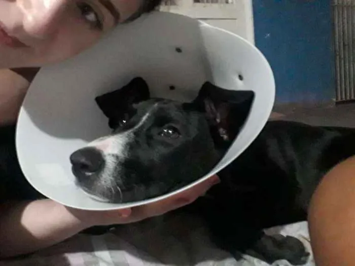 Cachorro raça Indefinida idade 7 a 11 meses nome Pretinha