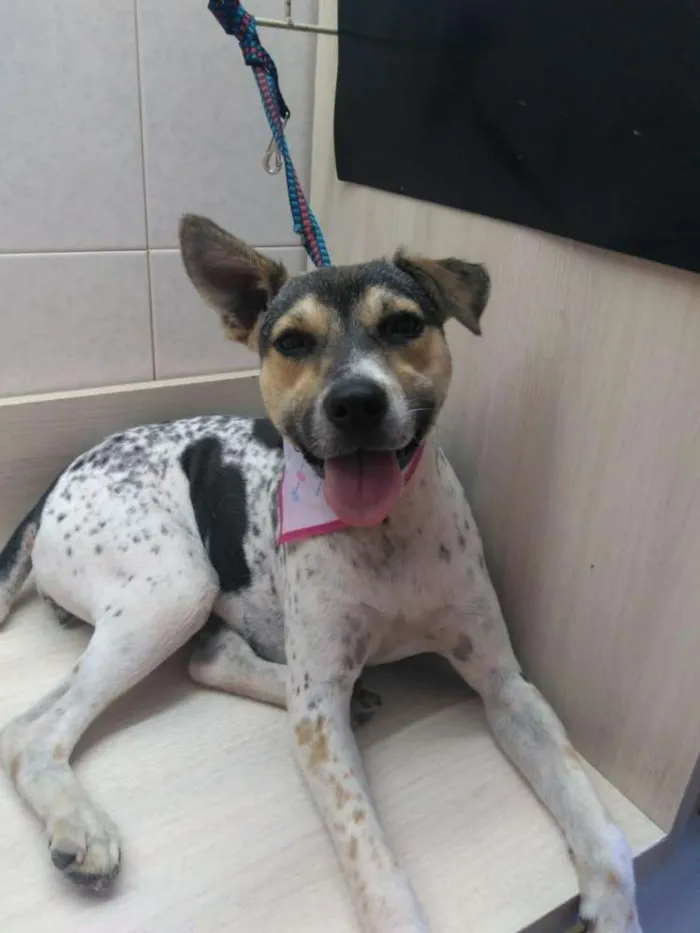Cachorro raça Mestiça de Boiadeiro Australia idade 2 anos nome Amy